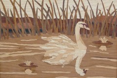 Swan